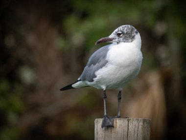 Non breeding Laughing gull posing clipart