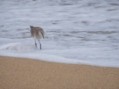 Kumsaldaki şirin Stilt Sandpiper.