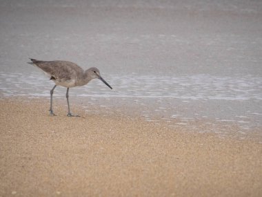 Kumsaldaki şirin Stilt Sandpiper.