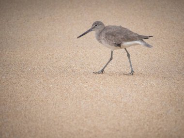 Kumsaldaki şirin Stilt Sandpiper.