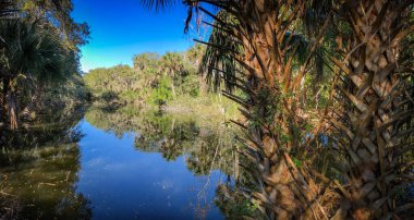 Güzel ve doğal Floridalı Parkı