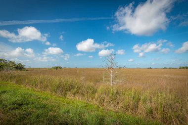Güzel ve doğal Floridalı Parkı