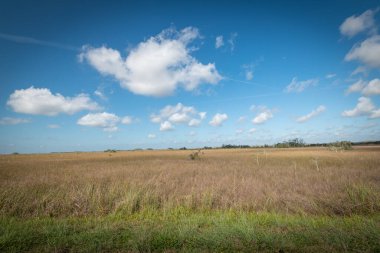 Güzel ve doğal Floridalı Parkı
