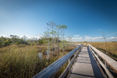 Güzel ve doğal Floridalı Parkı