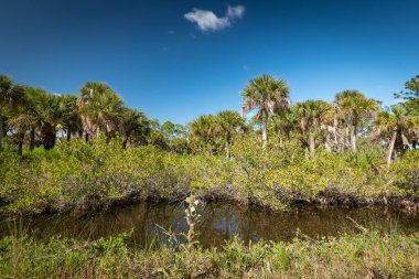 Güzel ve doğal Floridalı Parkı