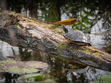 Tahtadaki sarı karınlı kaplumbağa.