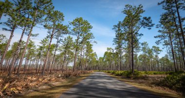 Güzel ve doğal Gürcü Parkı