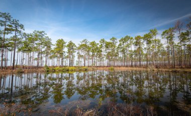 Güzel ve doğal Gürcü Parkı