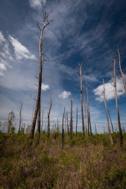 Güzel ve doğal Gürcü Parkı
