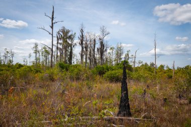 Güzel ve doğal Gürcü Parkı