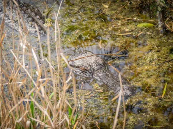 Großer Alligator Sumpf — Stockfoto