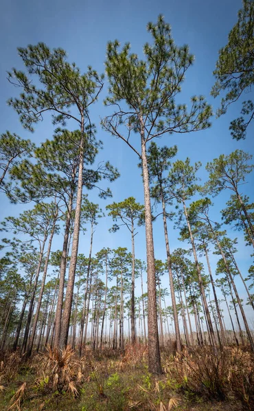 Hermoso Natural Parque Georgiano — Foto de Stock