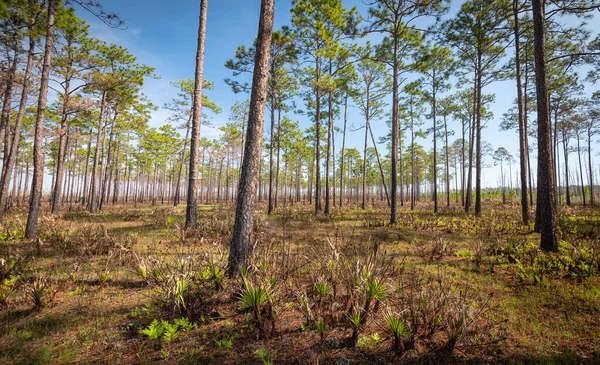 Hermoso Natural Parque Georgiano — Foto de Stock