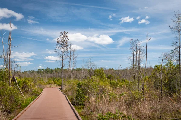 Hermoso Natural Parque Georgiano —  Fotos de Stock