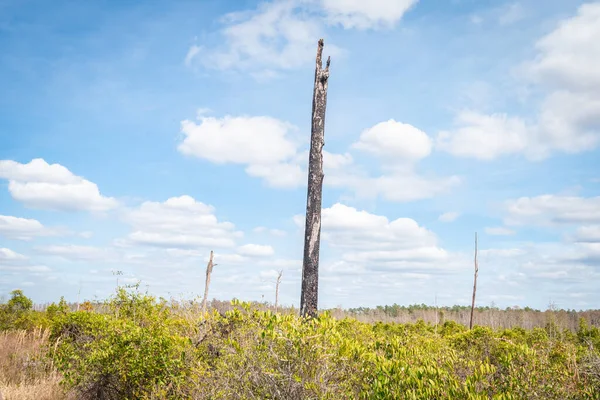 Hermoso Natural Parque Georgiano — Foto de Stock