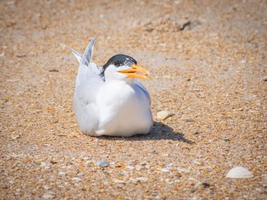 Kumsalda Caspian Tern