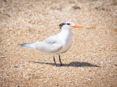 Kumsalda Caspian Tern