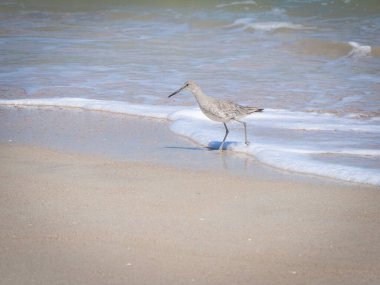 Kayalık sahildeki Willet kuşu.