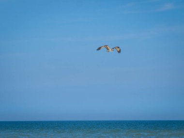 Mavi gökyüzünde uçan Osprey