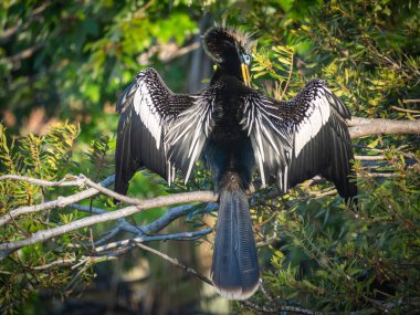 Bir kuş yuvası yapıyor.