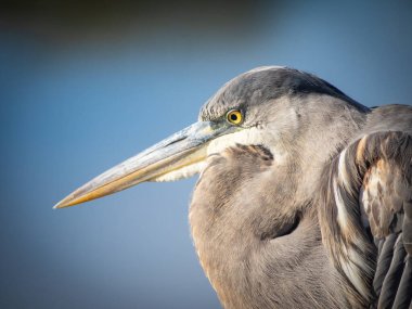 Büyük Mavi Balıkçıl 'ın güzel portresi