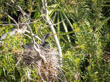 Ağaçta yuva yapan anincag kuşu