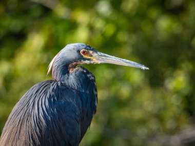 Mavi gökyüzü ile üç renkli balıkçıl