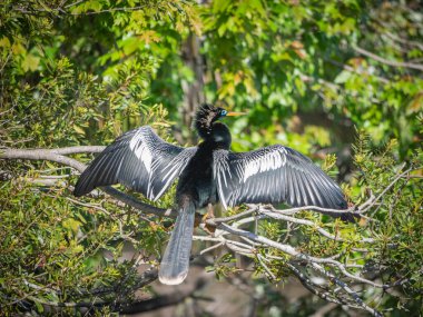 Ağaçlı güzel Anhinga kuşu yuva yapıyor.