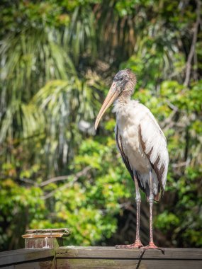 Doğada poz veren ahşap leylek