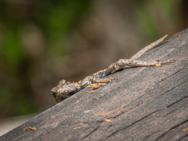 Tahtadaki küçük sevimli kertenkele