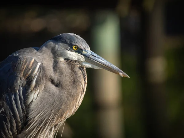 Beautiful Portrait Great Blue Heron — Stock Photo, Image