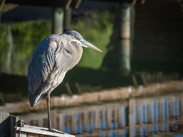 Great Blue Heron Standing Nature — Stock Photo, Image