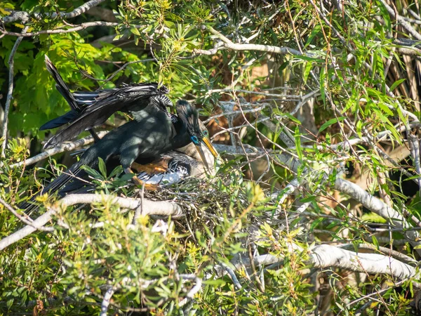 Oiseau Aninhag Nichant Dans Arbre — Photo