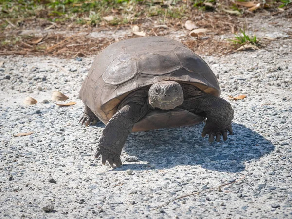 Stor Skildpadde Jorden Går Langsomt - Stock-foto