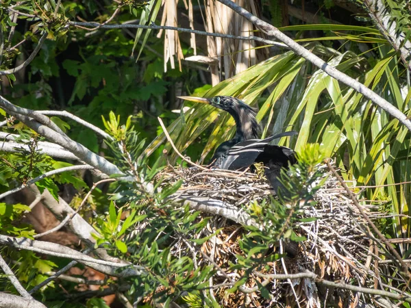 Belo Retrato Pássaro Anhinga — Fotografia de Stock