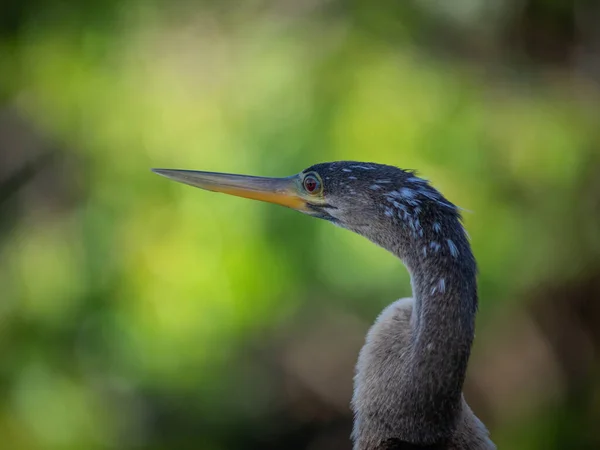Belo Retrato Pássaro Anhinga — Fotografia de Stock