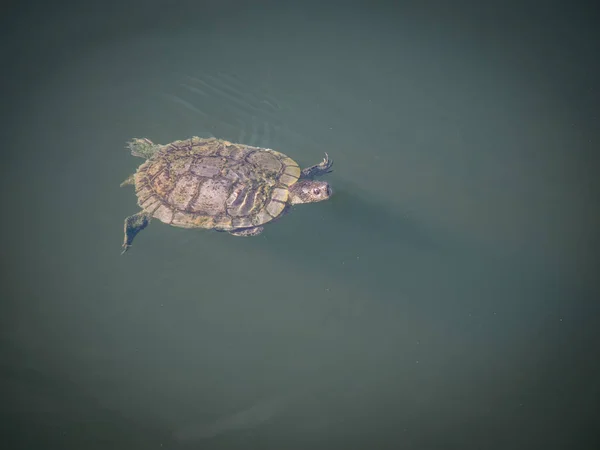 Niedliche Kleine Schildkröte Wasser — Stockfoto