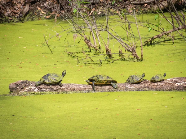 Cute Turtles Wood Water — Stock Photo, Image