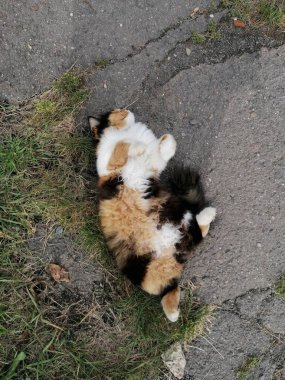 Oyuncu kedi güneşin altında çimenlerin üzerinde yatıyor.
