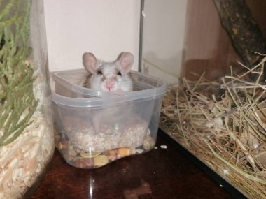 Kutuda oturan dekoratif bir fare. Küçük fare. Ev faresi. Kırmızı fare. Beyaz fare. Fare bir kutuya saklandı. Büyük kulaklar. Büyük fare kulakları. çok şirin fare.