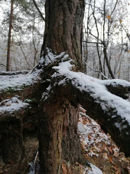 Pokryty Śniegiem Kłącza Drzewa Korzenie Drzew Zimowy Las Śnieg Śnieżny — Zdjęcie stockowe