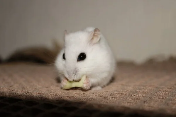 Witte Hamster Zit Een Deken Eet Kleine Hamster Huisdier Huisdieren — Stockfoto