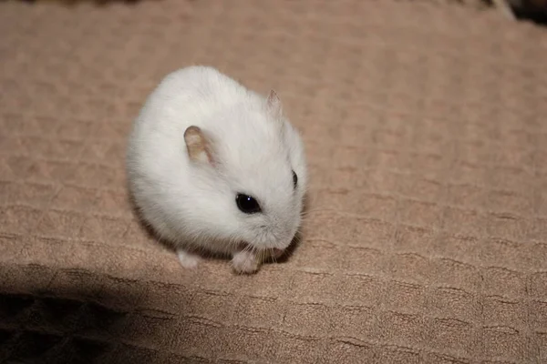 Witte Hamster Zit Een Deken Eet Kleine Hamster Huisdier Huisdieren — Stockfoto