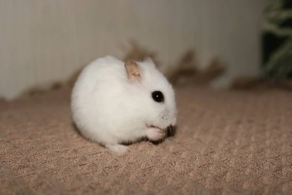 Hamster Branco Senta Cobertor Come Pequeno Hamster Animal Estimação Animais — Fotografia de Stock