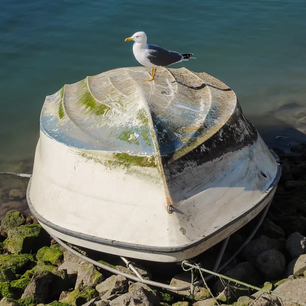 Mewa srebrzysta siedzi na łodzi rybackich toczone — Zdjęcie stockowe