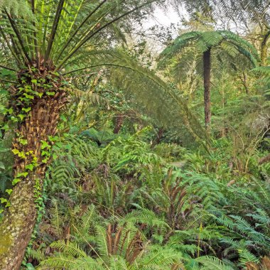 Yumuşak ağaç fern ile Dicksonia Antarktika manzara
