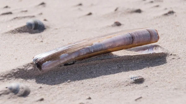 Closeup of a razor clam, Ensis — Stock Photo, Image