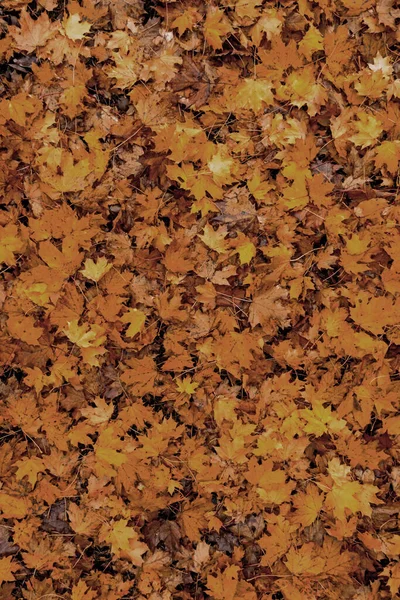 Colorful Seasonal Autumn Background Pattern Carpet Fallen Forest Leaves — Stock Photo, Image