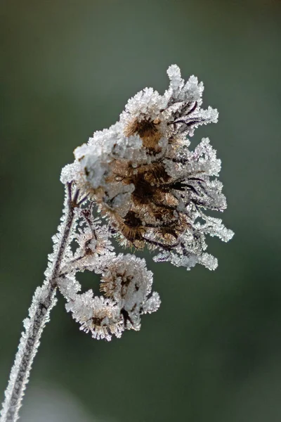 Close Frozen Flower — Stock Photo, Image