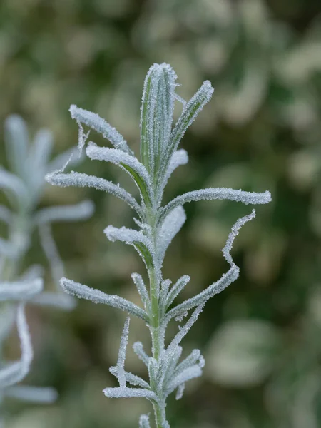 Close Frozen Rosemary Plant — Stock Photo, Image